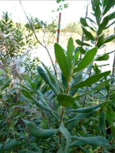Myrica gale L., 1753