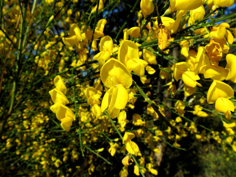 Cytisus scoparius (L.) Link, 1822
