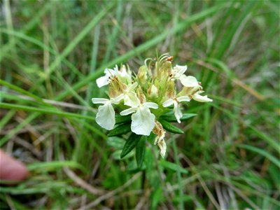 Teucrium montanum L., 1753