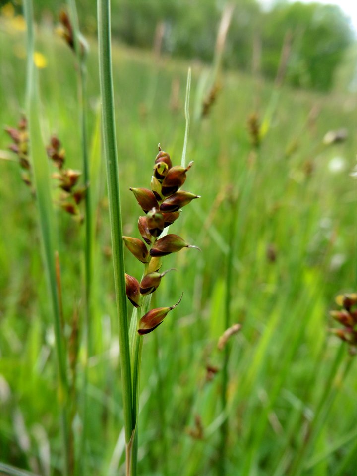 Carex panicea L., 1753