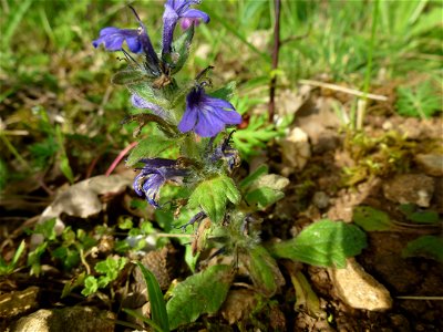 Ajuga genevensis L., 1753