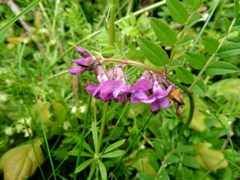 Vicia sepium L., 1753