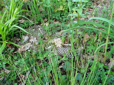 Carex pilulifera L., 1753