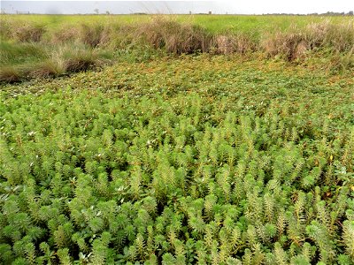 Myriophyllum aquaticum (Vell.) Verdc., 1973