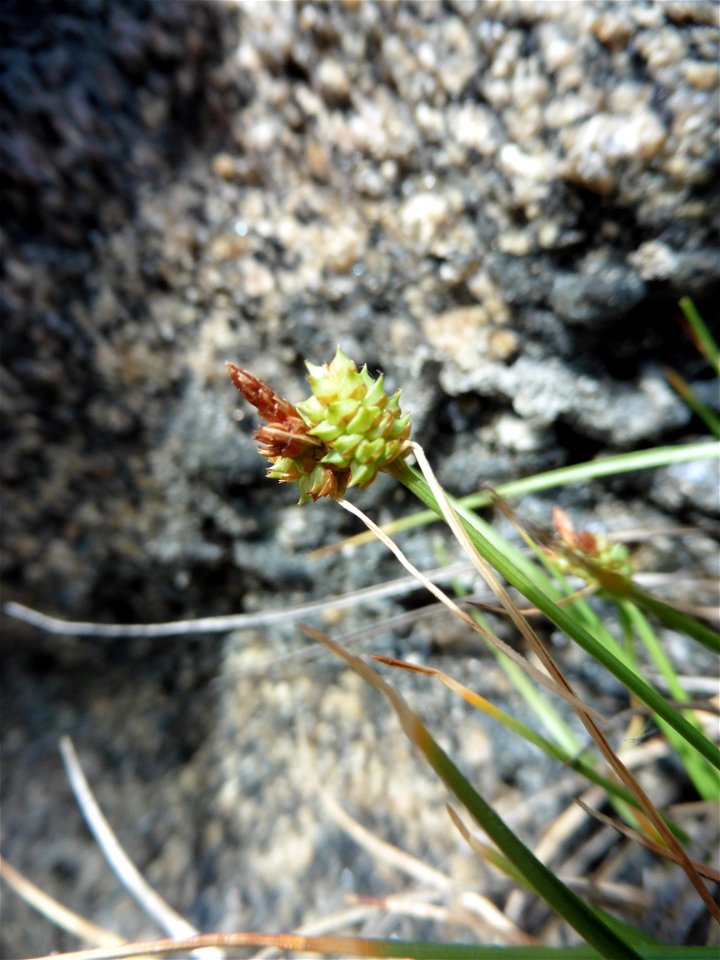 Carex extensa Gooden., 1794