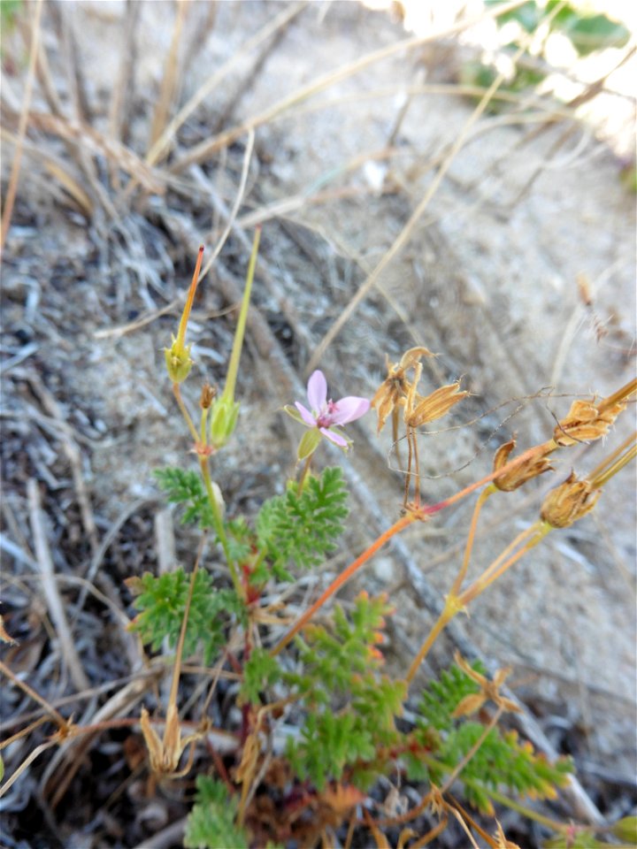 Erodium cf. lebelii Jord., 1852