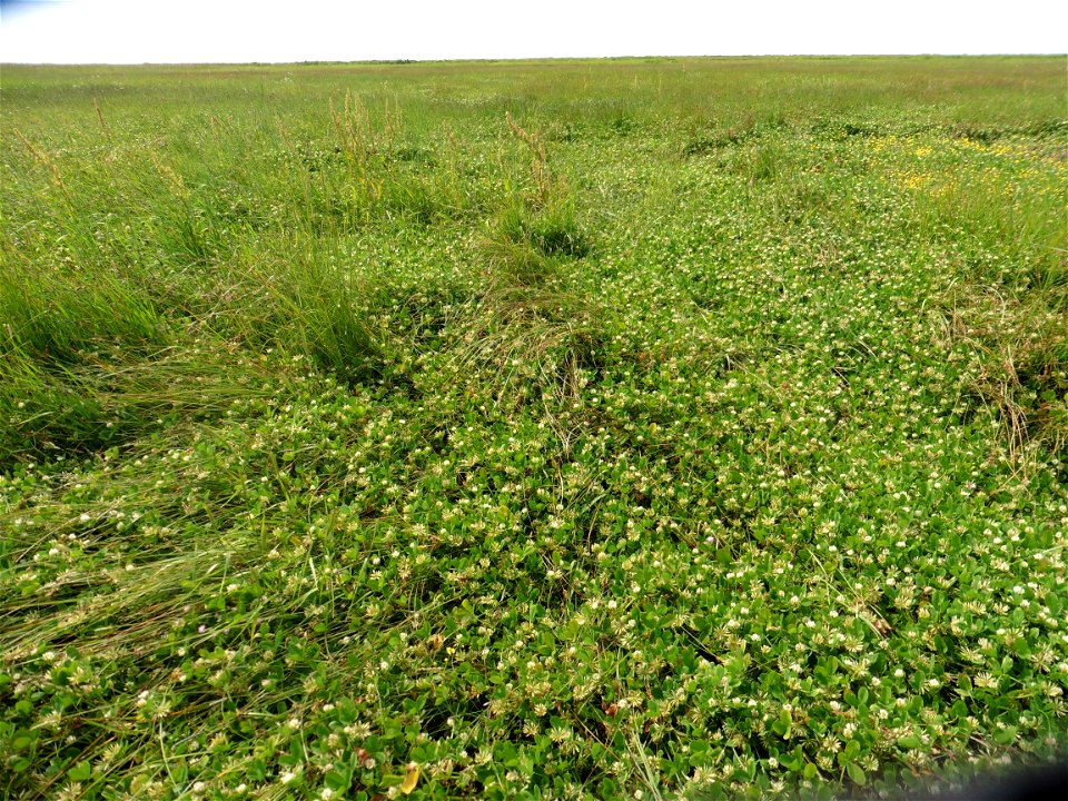Trifolium michelianum Savi, 1798