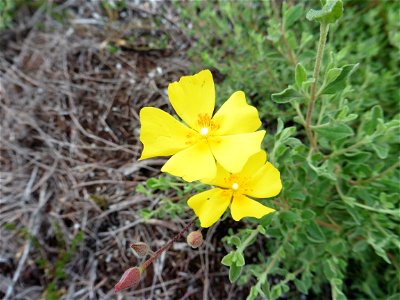Cistus lasianthus subsp. alyssoides (Lam.) Demoly, 2006