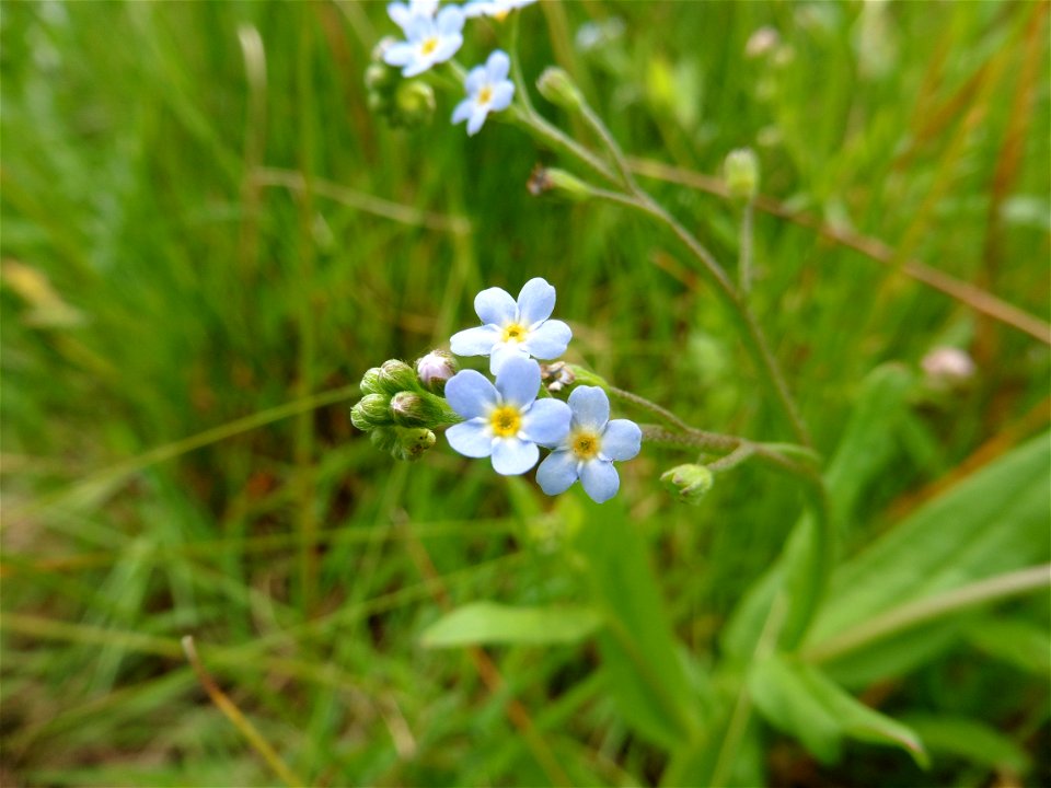 Myosotis laxa subsp. cespitosa (Schultz) Hyl. ex Nordh., 1940