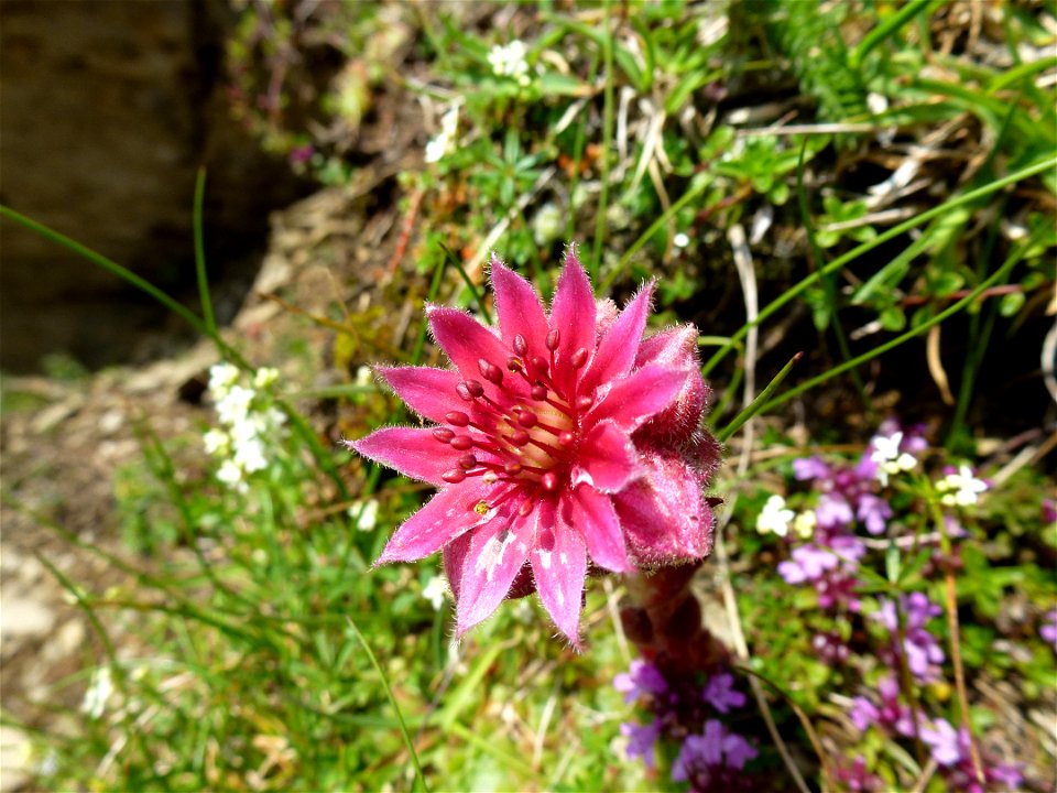 Sempervivum arachnoideum L., 1753