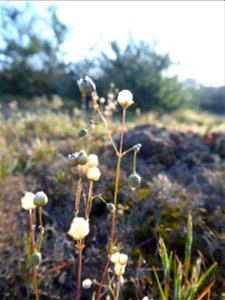 Spergula morisonii Boreau, 1847