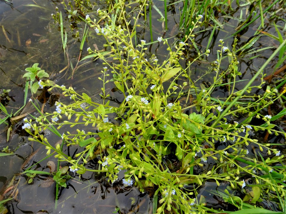 Myosotis sicula Guss., 1843