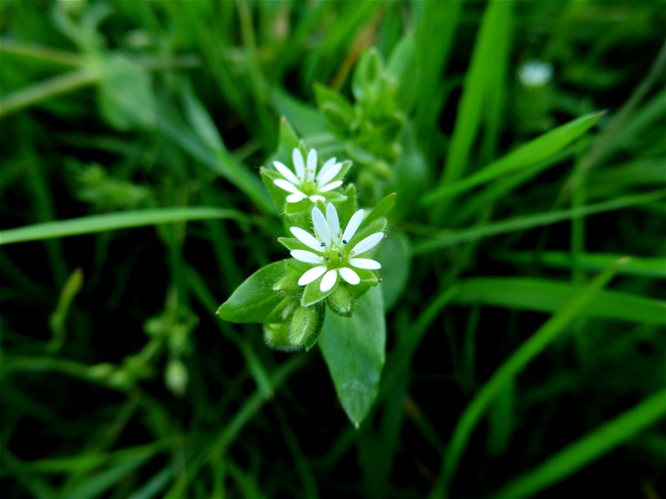 Cerastium glomeratum Thuill., 1799