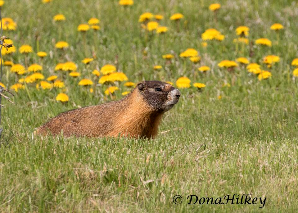 Yellow-bellied Marmot