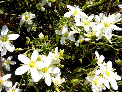 Arenaria montana L., 1755