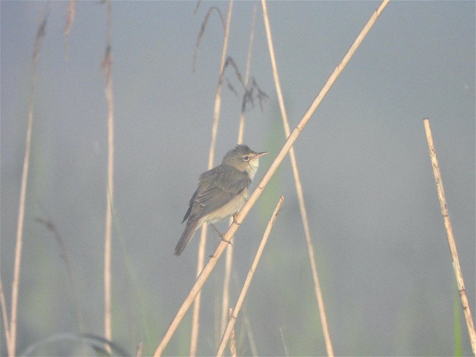 Kleine karekiet