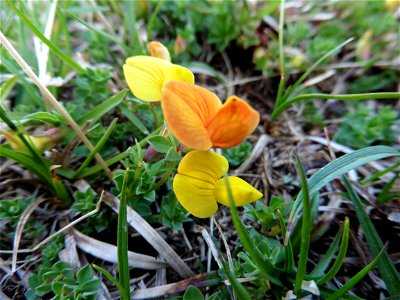 Lotus corniculatus subsp. alpinus (DC.) Rothm., 1963