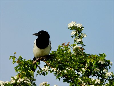Ekster