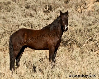 Piceance Wild Horses