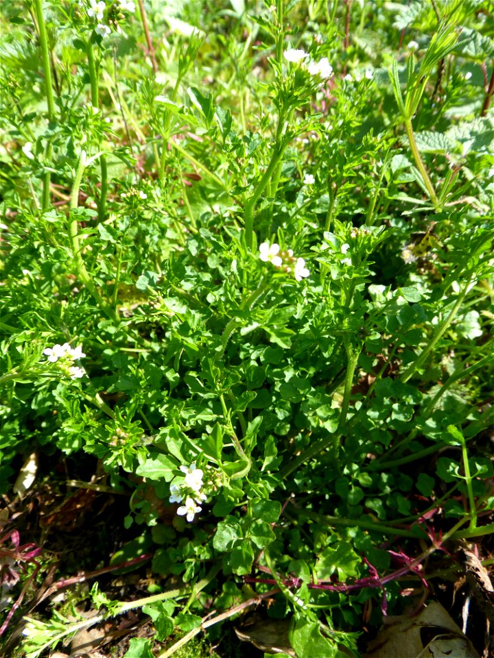Cardamine flexuosa With., 1796