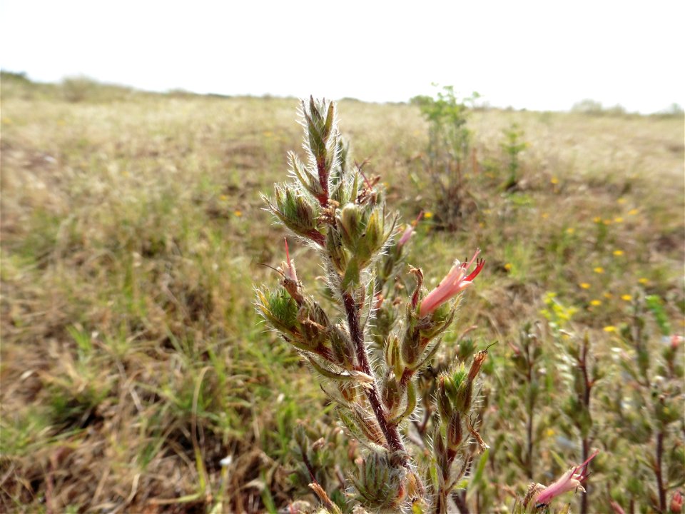 Echium asperrimum Lam., 1792