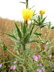 Carthamus lanatus L., 1753