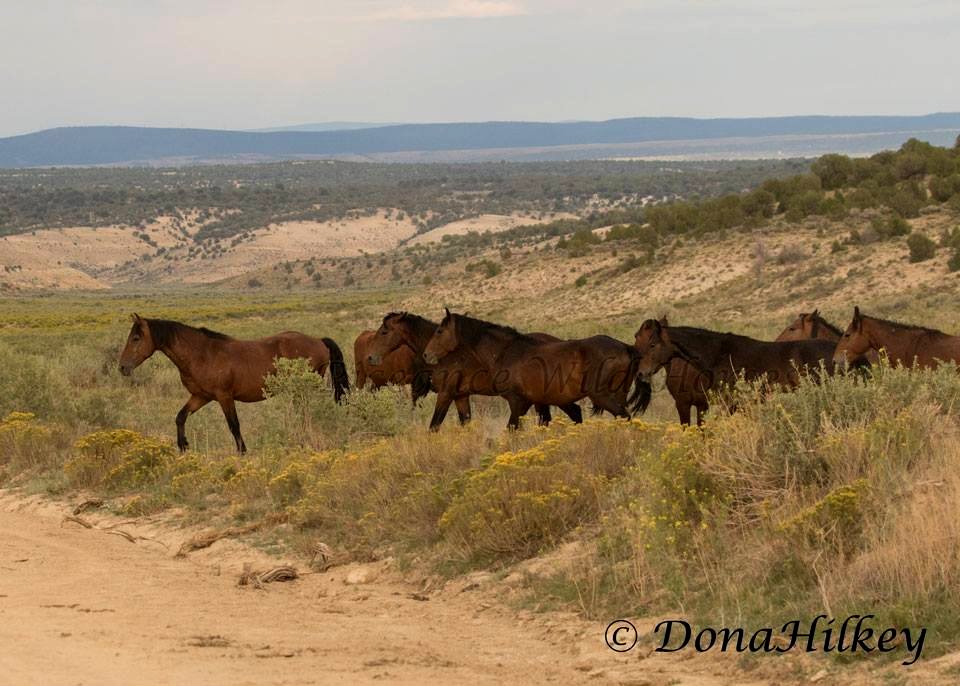 Piceance Wild Horses
