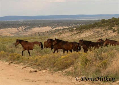 Piceance Wild Horses photo