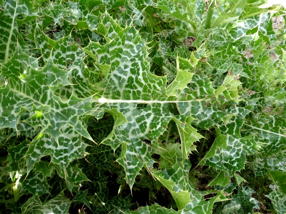Silybum marianum (L.) Gaertn., 1791