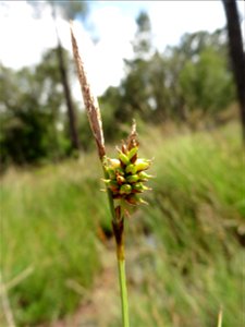 Carex hostiana DC., 1813