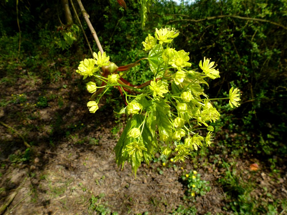 Acer platanoides L., 1753