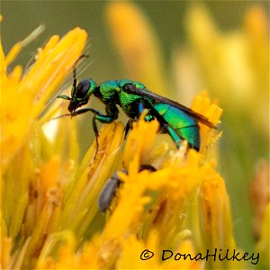 Cuckoo Wasp photo