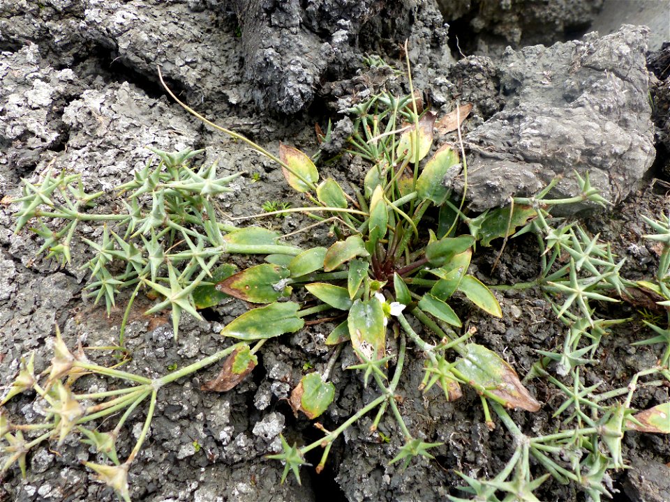 Damasonium alisma Mill., 1768