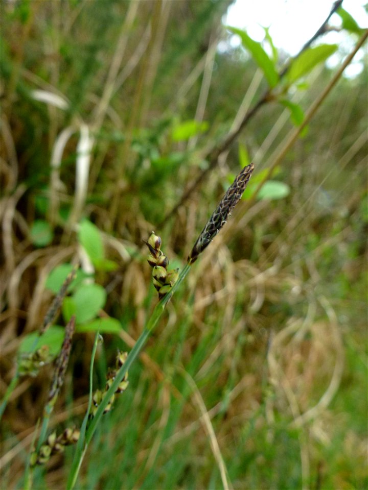 Carex panicea L., 1753