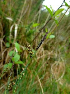 Carex panicea L., 1753