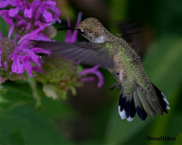 Black-chinned Hummingbird