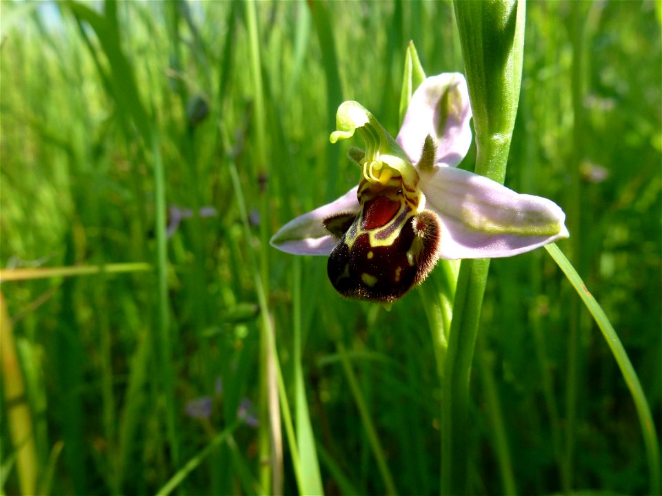Ophrys apifera Huds., 1762