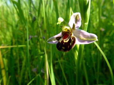 Ophrys apifera Huds., 1762