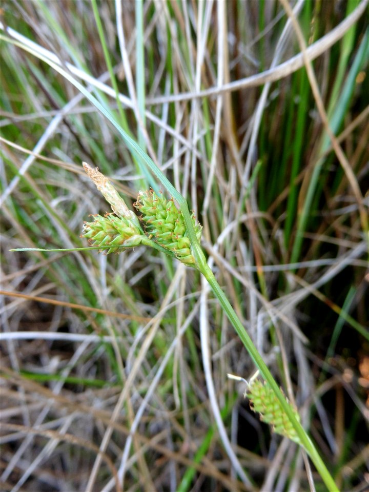 Carex extensa Gooden., 1794