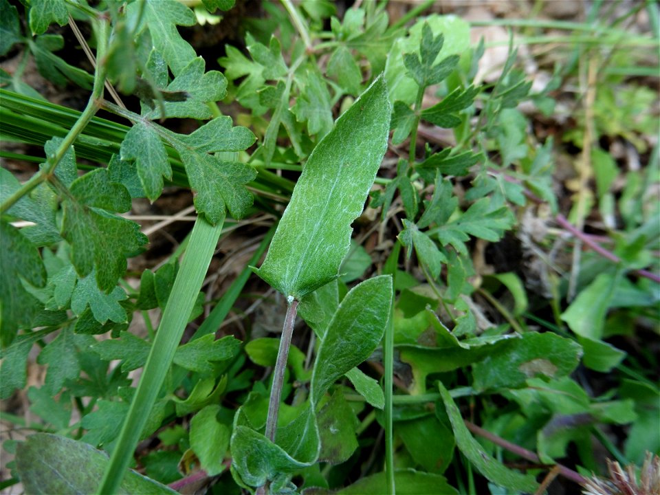 Centaurea pectinata L., 1763