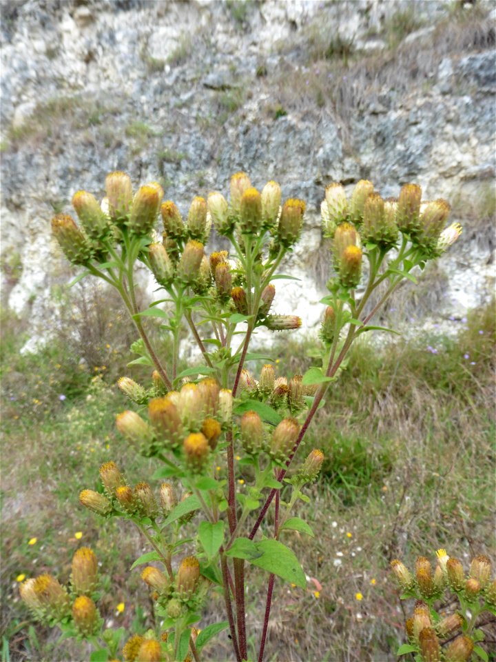Inula conyzae (Greiss.) DC., 1836