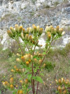 Inula conyzae (Greiss.) DC., 1836