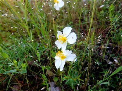 Helianthemum apenninum (L.) Mill., 1768