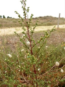 Artemisia campestris subsp. maritima (DC.) Arcang., 1882