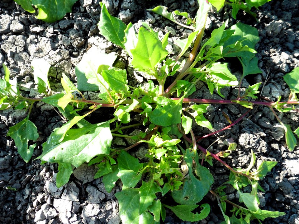 Oxybasis chenopodioides (L.) S.Fuentes, Uotila & Borsch, 2012
