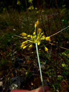 Allium flavum L., 1753 photo