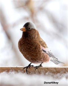 Gray-crowned Rosy-Finch