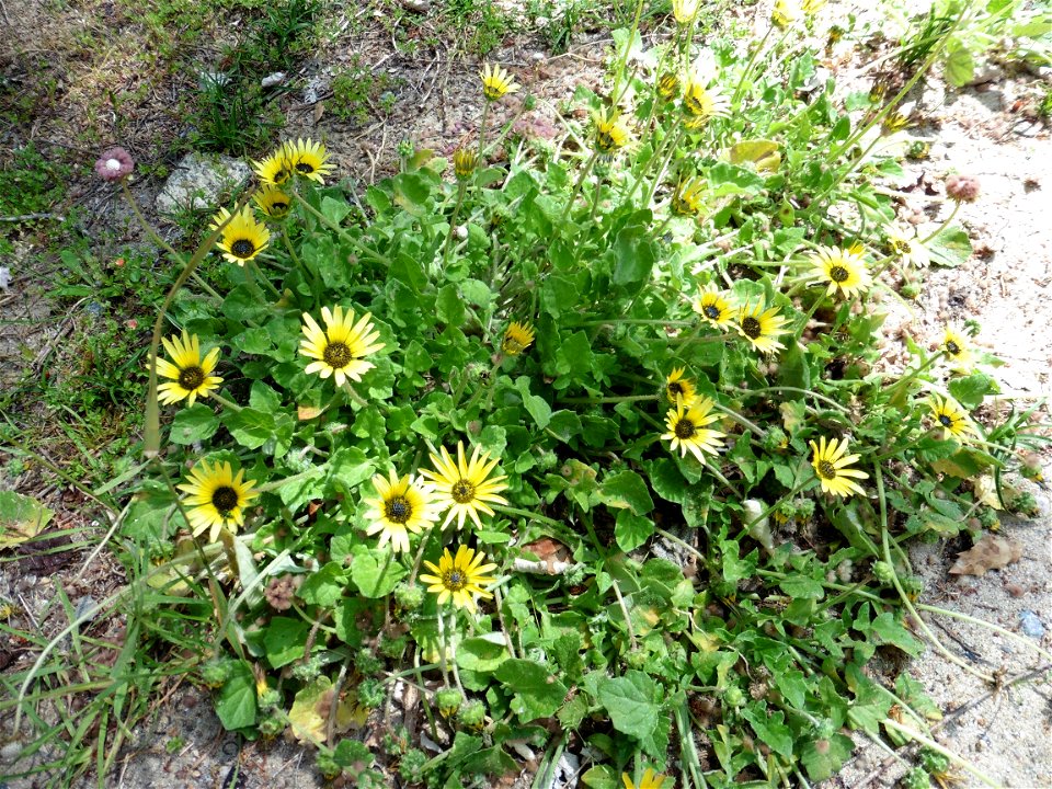 Arctotheca calendula (L.) Levyns, 1942