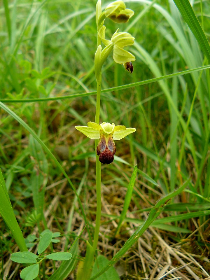 Ophrys funerea Viv., 1824