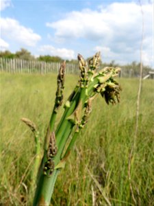 Asparagus officinalis subsp. officinalis L., 1753